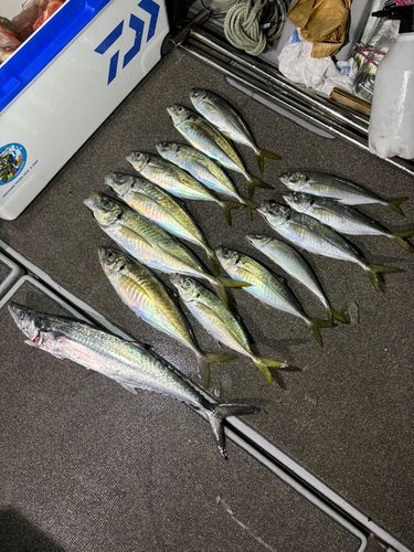 マアジの釣果