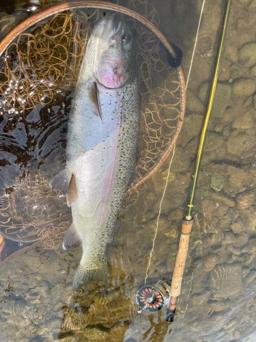 ニジマスの釣果