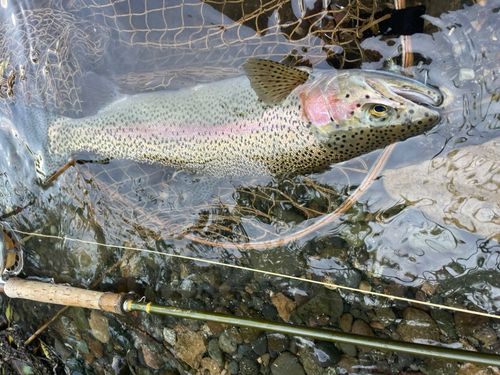 ニジマスの釣果