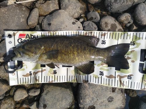 スモールマウスバスの釣果