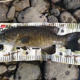 スモールマウスバス