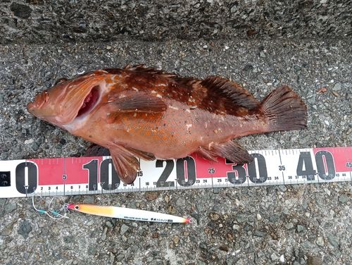 アコウの釣果