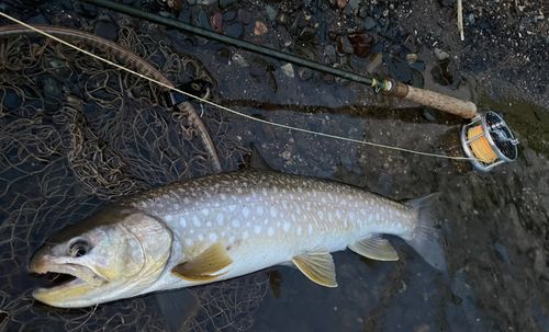 アメマスの釣果