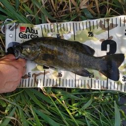 スモールマウスバス