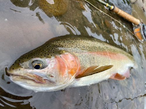 ニジマスの釣果