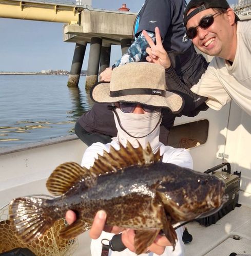 ベッコウゾイの釣果