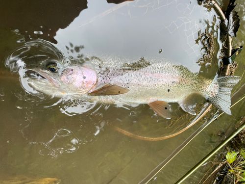 ニジマスの釣果