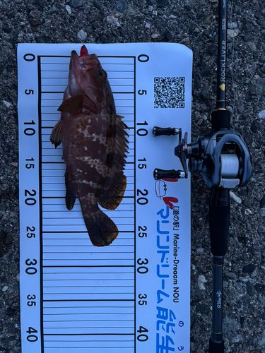 キジハタの釣果