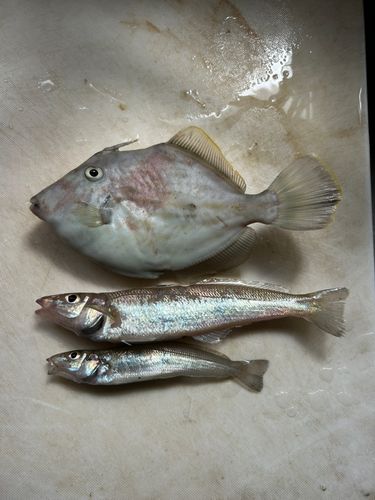 シロギスの釣果