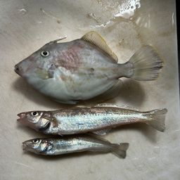 シロギス
