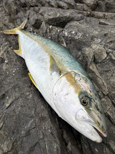 ヒラマサの釣果