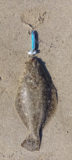ソゲの釣果