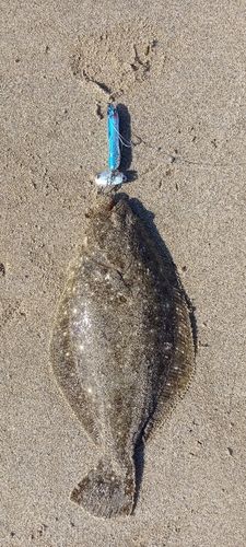 ソゲの釣果
