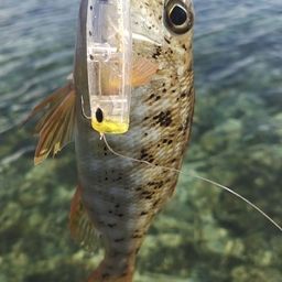 ムネアカクチビ