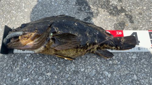 ベッコウゾイの釣果