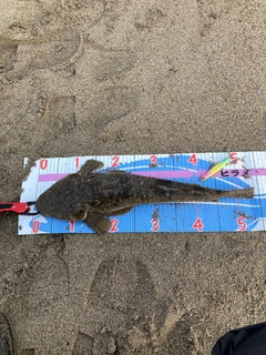 マゴチの釣果