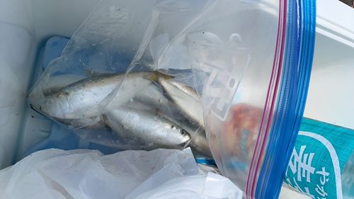 サッパの釣果