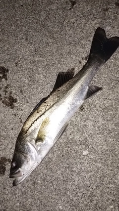 セイゴ(マルスズキ)の釣果