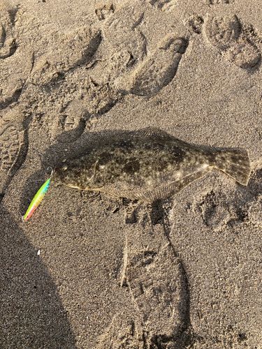 ヒラメの釣果
