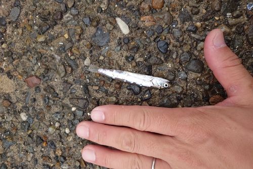 カタクチイワシ