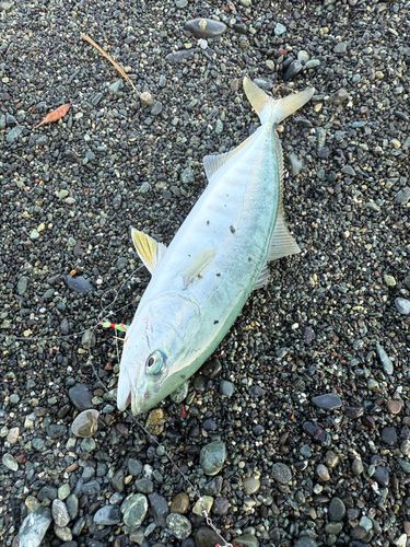 ワカシの釣果