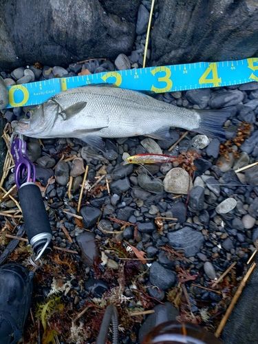 フッコ（ヒラスズキ）の釣果