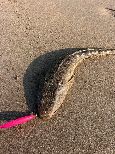 マゴチの釣果