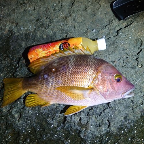 シブダイの釣果