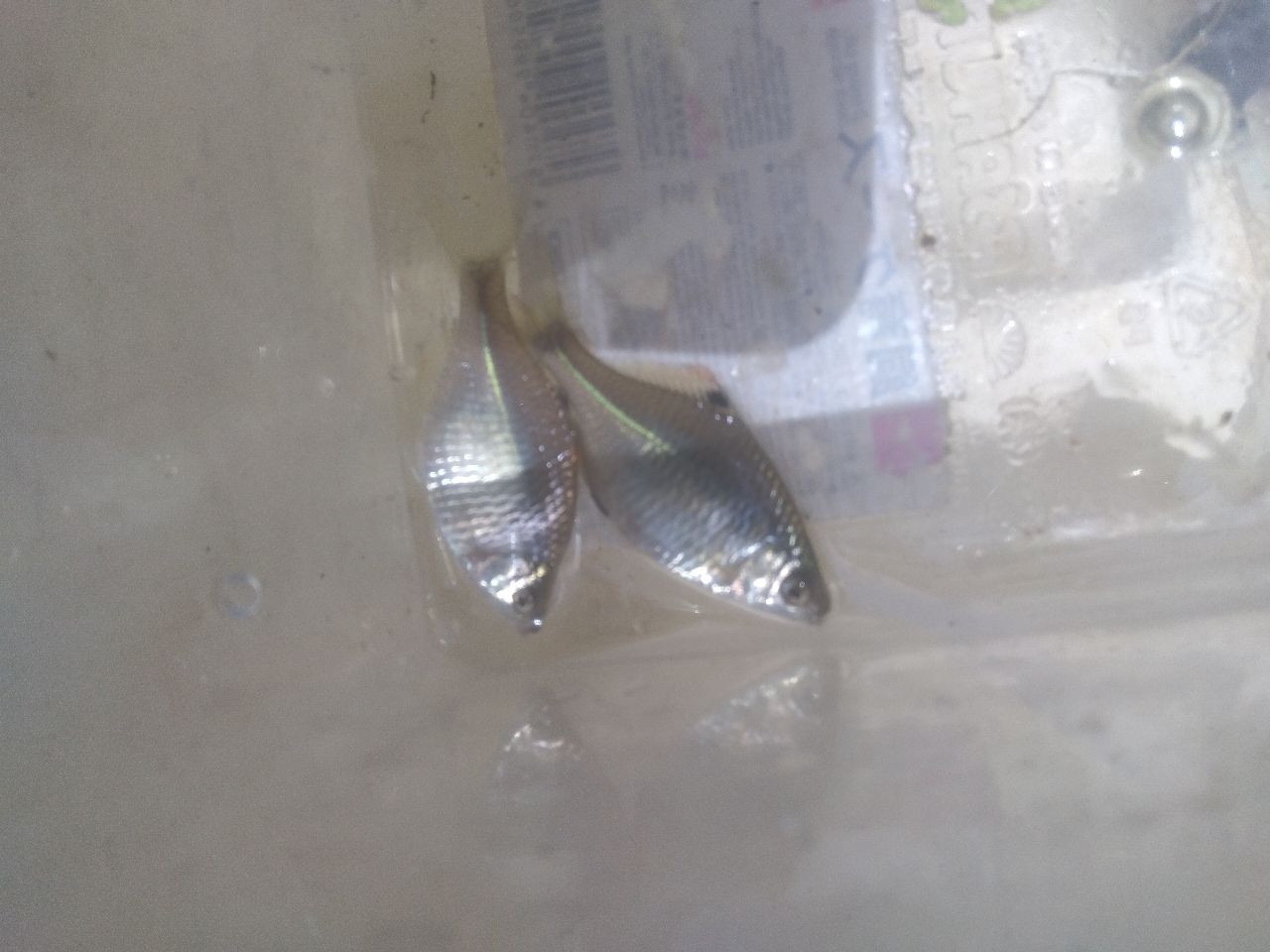 タイリクバラタナゴ