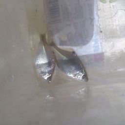 タイリクバラタナゴ