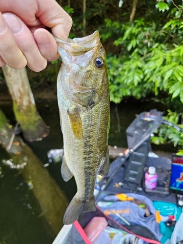 ブラックバスの釣果