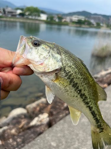 ラージマウスバスの釣果