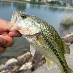 ラージマウスバス