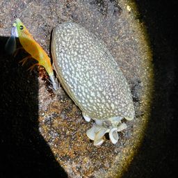 シリヤケイカ