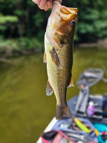 ブラックバスの釣果