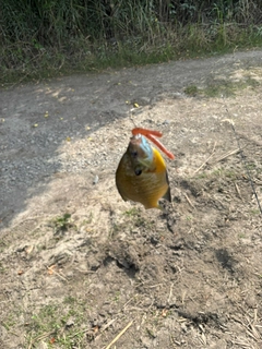 ブルーギルの釣果