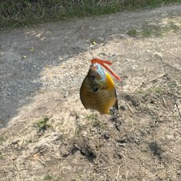 ブルーギル