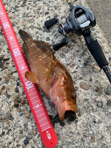 キジハタの釣果
