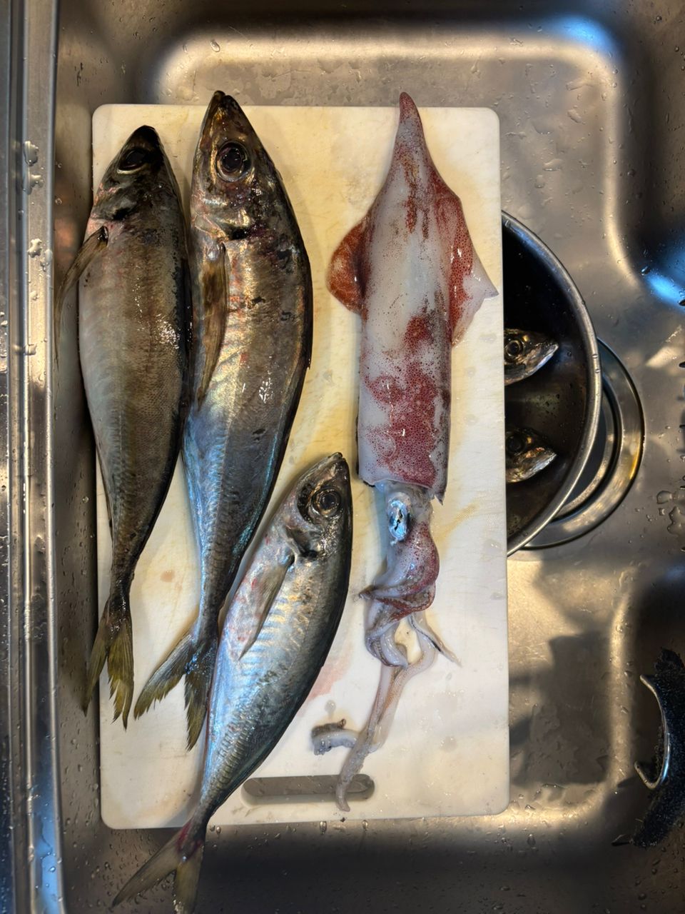 イカ次郎さんの釣果 1枚目の画像