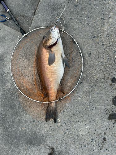 コロダイの釣果