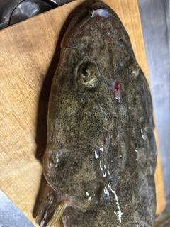 マゴチの釣果