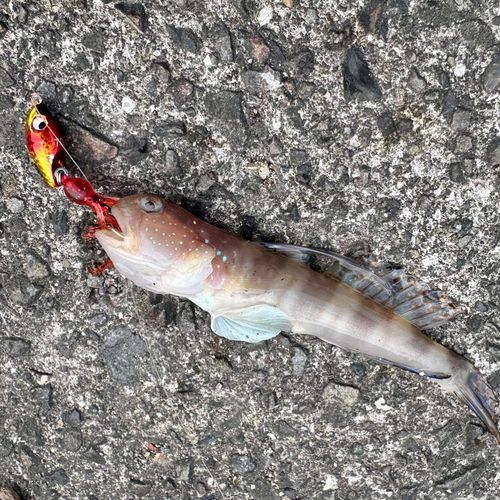 イトヒキハゼの釣果