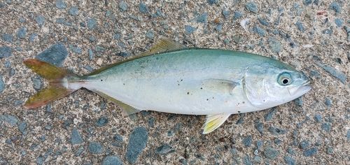 ツバスの釣果