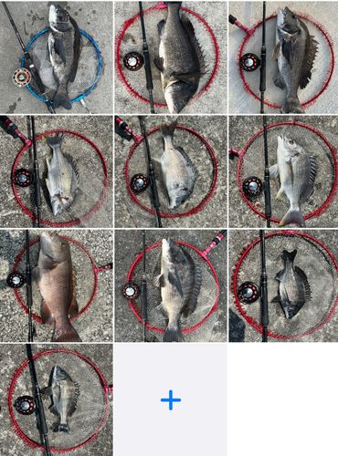 チヌの釣果