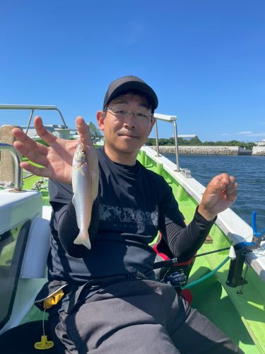 シロギスの釣果