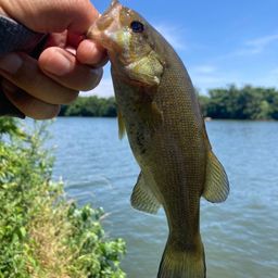 スモールマウスバス