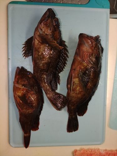 カサゴの釣果