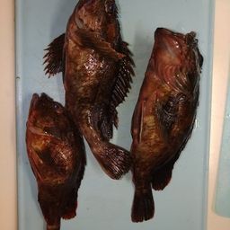 カサゴ