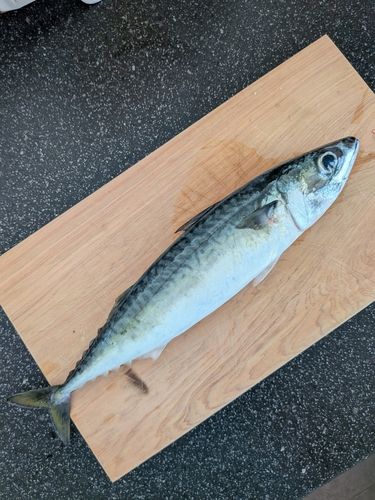 サバの釣果
