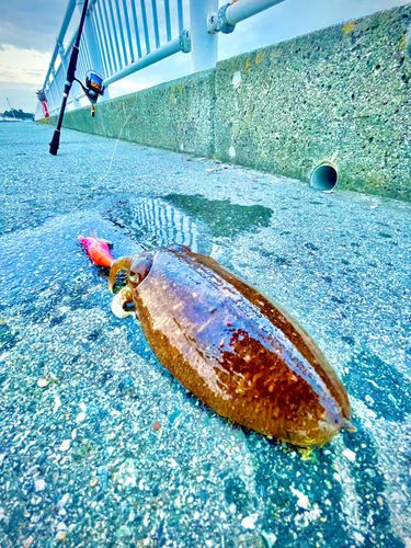 コウイカの釣果